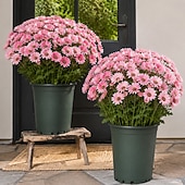 お買い得  造花-秋の造花菊10束、夕焼け菊、デイジーとユーカリの屋外用造花秋花、UV耐性、防水、防風、本物そっくりの満開植物、庭、ポーチ、パティオ用