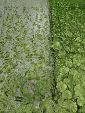 Недорогие Коктейльные платья-А-силуэт До щиколотки Ниже колена коктейльные платья Элегантный стиль С цветами С короткими рукавами Вырез лодочкой Свадьба Официальные Кружева с Вышивка Аппликации