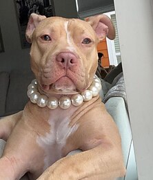 abordables -instagram collier de votre chien chaîne de chien laisse de chien collier de chien collier de chat produit pour animaux de compagnie perle collier de chien