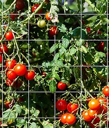 halpa -ristikkoverkko vahva puutarhakasvi säleikkö verkko kiipeilykasveille ulkotiloissa sisätilojen viljelyverkko papuille tomaatteja herneitä kurpitsan kukkia