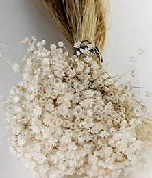 economico -50 steli di fiori stellati in bianco, fiori secchi, decorazioni nuziali, decorazioni per la casa, fiori secchi, composizioni floreali, fiori nuziali