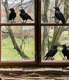 お買い得  -ハロウィンの黒いカラスの窓用デカール、寝室や家の装飾用の粘着ガラスステッカー、不気味なハロウィンのホームデコレーションの大量卸売