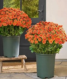 economico -5 mazzi di crisantemi funsdecor, crisantemi artificiali al tramonto, fiori autunnali finti da esterno con margherite ed eucalipto, piante fiorite realistiche resistenti ai raggi UV, impermeabili, antivento, per giardino, veranda, patio