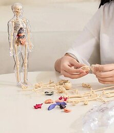 levne -Průhledný model lidské stavby těla, vzdělávací kostra, anatomie, hračka, realistická orgánová část těla, sestava, vědecká učební pomůcka, lékařská učební pomůcka pro děti a dospělé.