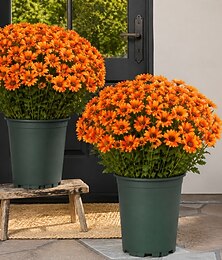 abordables -10 bouquets de chrysanthèmes artificiels d'automne, chrysanthèmes coucher de soleil, fleurs d'extérieur artificielles avec marguerites et eucalyptus, plantes réalistes en pleine floraison, résistantes