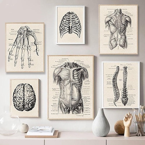 

1 Panel Analysis Prints Posters/Picture Various Parts Of Human Organs And Bones Modern Wall Art Wall Hanging Gift Home Decoration Rolled Canvas No Frame Unframed Unstretched Multiple Size