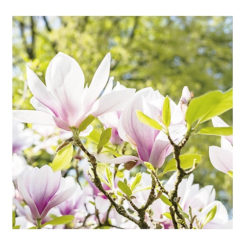 

Magnolia Flower Pattern Window Film Home Bedroom Bathroom Glass Window Film Stickers Self Adhesive Sticker 58 x 60CM Wall Stickers for Bedroom Living Room