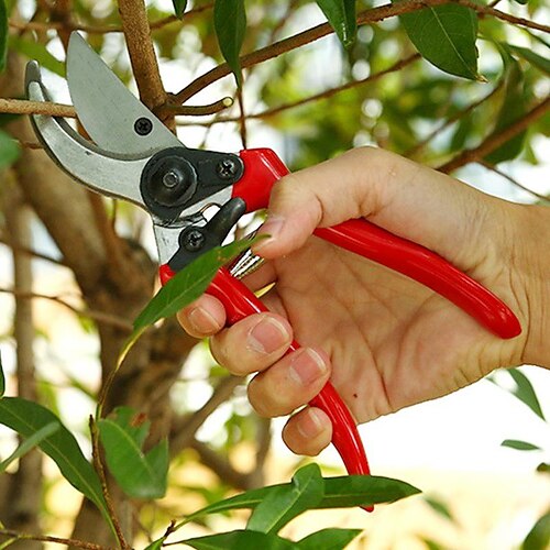 

Sécateur professionnel Sharp Bypass, sécateur coupe-arbres, sécateur à main, cisailles de jardin, tondeuses pour le jardin, coupe bonsaï