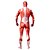cheap Zentai Suits-Inspired by Attack on Titan Bertolt Huber Anime Cosplay Costumes Japanese Cosplay Suits Print Patchwork Leotard / Onesie For Men&#039;s Women&#039;s / Lycra / Lycra
