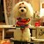 cheap Dog Clothes-Dog Jumpsuit Dog Clothes Stripe Orange Cotton Costume For Pets Men&#039;s Women&#039;s Cute Casual/Daily