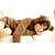 ieftine Hanorace Damă-Femeile lui Cute Fleece Ursul Coat