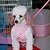 olcso Nyakörvek, hámok és pórázok kutyáknak-Kutya Hevederek LED fények Textil Fekete Zöld Kék Rózsaszín