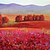 tanie Pejzaże-Ręcznie malowany obraz olejny Pejzaż czerwone pole z rozci ramki zestaw 4