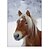 levne Žaluzie a rolety-klasický kůň v zimě roletou