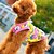 cheap Dog Clothes-Dog Shirt / T-Shirt Dog Clothes Yellow Costume Cotton 5 2 3 4