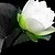 billige Malerier-Strakt lærred Art Blomster Elegant Lotus Sæt med 3