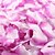 お買い得  セレモニー用デコレーション-100花びらのセットは花びらテーブルデコレーション(アソートカラー)をバラ