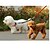 Χαμηλού Κόστους Κολάρα, Σαμαράκια &amp; Λουριά για Σκύλους-Γάτα Σκύλος Λουριά Διπλό λουρί σκύλου Διπλό Μονόχρωμο Νάιλον Μαύρο Βυσσινί Κίτρινο Κόκκινο Μπλε