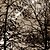 preiswerte Kunstdrucke-Druck Gerollte Leinwand - Landschaft Botanisch Fünf Panele Kunstdrucke