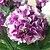 お買い得  造花-36「光紫色のhyfrangeas造花