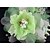 cheap Headpieces-Handmade Green Chiffon Rhinestone Lace Flower Feather Hair accessories Bridal Wedding Fascinator
