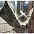 Недорогие Лежанки и переноски для кошек-Кошка Кровати Терилен Животные Одеяла Леопард Складной Мягкий Цвет-леопард
