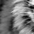 economico Orologi da parete su tela-Contemporaneo moderno Tela Rettangolare Con animale Al Coperto Decorazione Orologio da parete Analogico