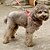 billige Hundehalsbånd, -seler og -snore-Hund Seler Hundesnore Slip lead-snor Justérbar / Udtrækkelig Tekstil Nylon Rød Blå