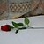 cheap Artificial Flower-Photography Props Polyester Roses Artificial Flowers(1PC)