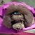 abordables Toilettage pour chiens-Chien Serviette Coton Serviette Portable Cosplay Animaux de Compagnie Accessoires de Toilettage Violet Jaune Bleu Rose