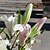 cheap Artificial Flower-Artificial Flowers 2 Branch European Style Lilies Tabletop Flower