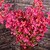 olcso Művirág-Ág Selyem Műanyag Rózsák Asztali virág Művirágok