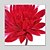 olcso Virág-/növénymintás festmények-Hang festett olajfestmény Kézzel festett - Virágos / Botanikus Klasszikus / Hagyományos / Modern Vászon