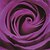 cheap Wall Murals-JAMMORY Art Deco Wallpaper Contemporary Wall Covering,Other A large Mural Wallpaper Purple Rose Flower