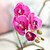 billige Kunstig blomst-1 Gren Silke PU Orkideer Bordblomst Kunstige blomster