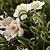 preiswerte Künstliche Blume-Künstliche Blumen 1 Ast Moderner Stil Rosen Tisch-Blumen