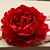 halpa Tekokukat-1 1 haara Muovi Ruusut Pöytäkukka Keinotekoinen Flowers 6.6inch/17cm