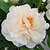 זול פרח מלאכותי-פוליאסטר סגנון מודרני זר פרחים לרצפה זר 1
