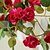 זול פרח מלאכותי-פרחים מלאכותיים 1 ענף פסטורלי סגנון ורדים פרחים לקיר