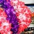 cheap Hair Jewelry-Women&#039;s Girls&#039; For Wedding Special Occasion Casual Outdoor Flower Flower Fabric Purple Red Blue