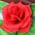 cheap Wedding Decorations-Artificial Flower Plastic Wedding Decorations Wedding / Party Floral Theme / Classic Theme Spring / Summer / All Seasons