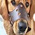 abordables Dressage pour chiens-Entrainement de chien Entraînement Dispositif anti aboiement Facile à Utiliser Chat Chien Etanche Anti-aboiement Sécurité Cuir Accessoires de comportement Pour les animaux domestiques