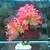 billige Dekor og underlag til akvarium-Fisketank Akvarium Dekorasjon Vannplante Kunstige planter Kunstig Plast