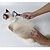 זול ציוד טיפוח לכלבים-חתול כלב ערכות טיפוח בריאות פלדת על חלד גוּמִי קוצצים עמיד למים נייד חיות מחמד חומרי טיפוח אדום 1