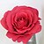 baratos Flor artificial-Flores artificiais 10 Ramo Estilo Moderno Rosas Flor de Mesa