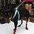 economico Zgărzi &amp; Lese Câini-Cat Dog Harness Leash Reflective Adjustable Portable Breathable Safety Solid Colored Nylon Yellow Orange Green Rose
