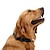 billige Hundehalsbånd og bånd-Hund Krave Reflekterende Justerbare Bærbar Sammenleggbar Verneutstyr Ensfarget Nylon Svart Oransje Grønn
