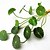 cheap Artificial Plants-1 Branch Simulation Hydrocotyle Verticillata Artificial Flowers