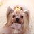 preiswerte Hundekleidung-Haar Accessoires Schleife Lässig / Alltäglich Modisch Winter Hundekleidung Purpur Gelb Rot Kostüm Stoff Einheitsgröße