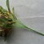 abordables Plantas artificiales-Flores Artificiales 1 Rama Estilo Pastoral Plantas Flor de Mesa